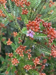 Erica terminalis