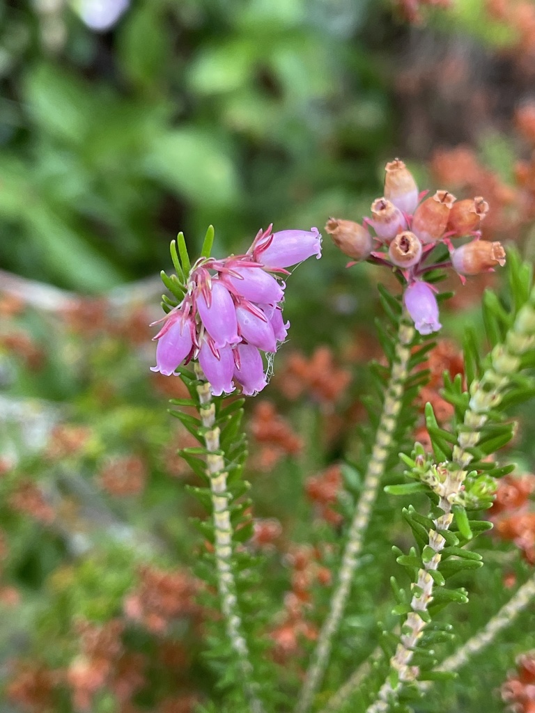 Corsican heath
