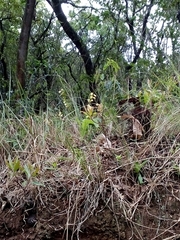 Tritonia gladiolaris