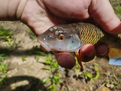 Nocomis leptocephalus