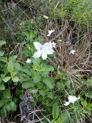 Wahlenbergia grandiflora