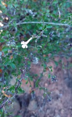 Chascanum cuneifolium