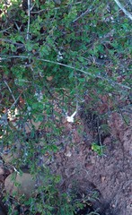 Chascanum cuneifolium