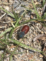 Paracotalpa granicollis