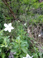 Wahlenbergia grandiflora