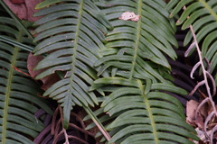 Struthiopteris niponica