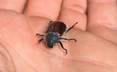 Paracotalpa granicollis