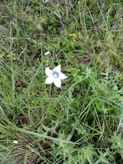Wahlenbergia grandiflora