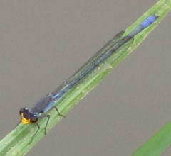 Pseudagrion citricola