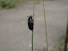 Platycerus marginalis