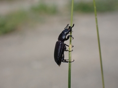 Platycerus marginalis