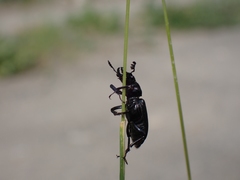 Platycerus marginalis