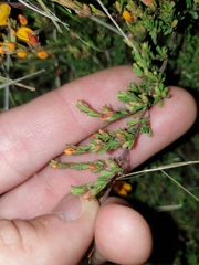 Pultenaea microphylla