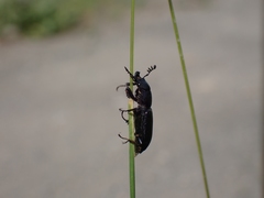 Platycerus marginalis