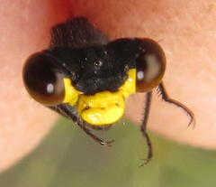 Pseudagrion citricola