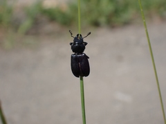 Platycerus marginalis