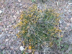 Pultenaea microphylla