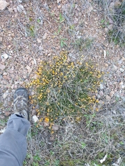 Pultenaea microphylla