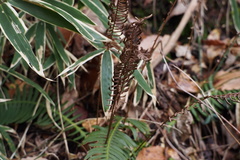 Struthiopteris niponica