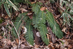 Struthiopteris niponica