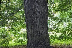 Tilia euchlora
