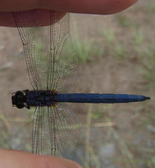 Trithemis dorsalis