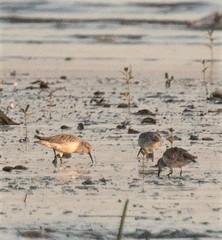 Calidris