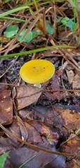 Amanita flavivolva image