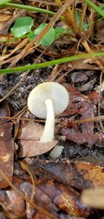Amanita flavivolva image