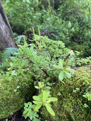 Peperomia leptophylla