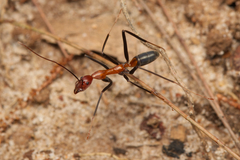 Leptomyrmex rufithorax