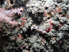 Pseudoceros scriptus