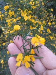 Pultenaea blakelyi