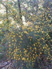 Pultenaea blakelyi