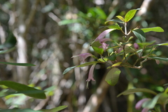 Graptophyllum macrostemon