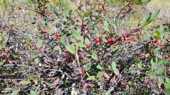Cotoneaster uniflorus