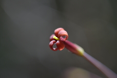 Pittosporum sessilifolium