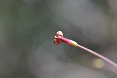 Pittosporum sessilifolium