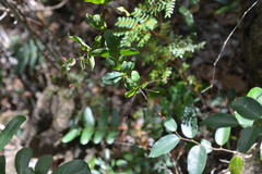 Pittosporum sessilifolium