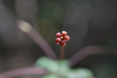 Pittosporum sessilifolium