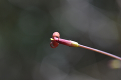 Pittosporum sessilifolium