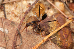 Leptomyrmex rothneyi