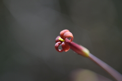 Pittosporum sessilifolium