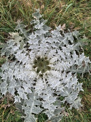 Onopordum acaulon