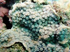 Echinopora