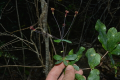 Pittosporum sessilifolium
