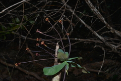 Pittosporum sessilifolium