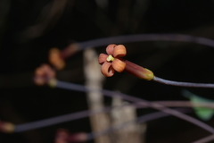 Pittosporum sessilifolium