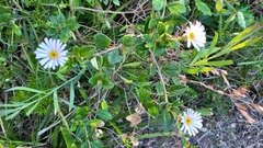 Olearia tomentosa