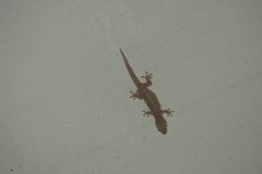 Hemidactylus mabouia